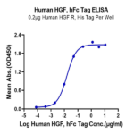 Human HGF Protein (HGF-HM201)