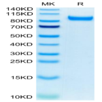 Mouse HGFA Protein (pro form) (HGF-MM10A)