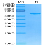Cynomolgus HLA-G&B2M&Peptide (RIIPRHLQL) Monomer Protein (HLG-CM41C)