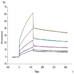 Biotinylated Cynomolgus HLA-G&B2M&Peptide (RIIPRHLQL) Monomer Protein (HLG-CM41CB)
