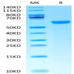 Biotinylated Cynomolgus HLA-G&B2M&Peptide (RIIPRHLQL) Monomer Protein (HLG-CM41CB)