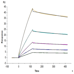 Cynomolgus HLA-G&B2M&Peptide (RIIPRHLQL) Tetramer Protein (HLG-CM41CT)