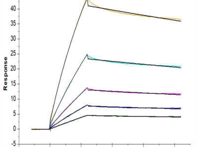 Cynomolgus HLA-G&B2M&Peptide (RIIPRHLQL) Tetramer Protein (HLG-CM41CT)