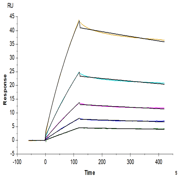Cynomolgus HLA-G&B2M&Peptide (RIIPRHLQL) Tetramer Protein (HLG-CM41CT) Cynomolgus HLA-G&B2M&Peptide (RIIPRHLQL) Tetramer Protein (HLG-CM41CT)