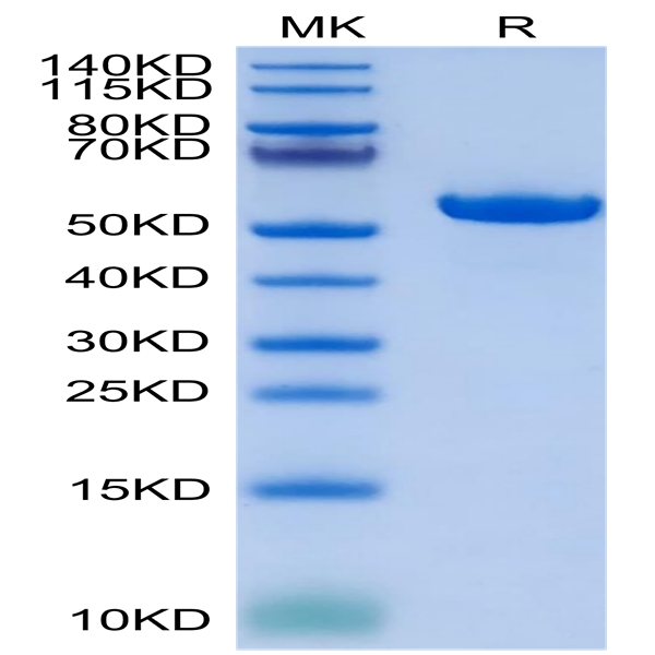 Biotinylated Human HLA-G&B2M&Peptide (RIIPRHLQL) Monomer Protein (HLG-HM41CB)