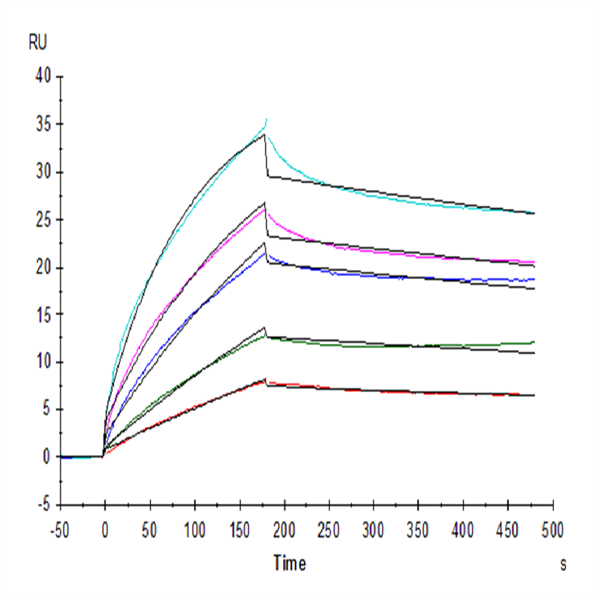 Human HLA-G&B2M&Peptide (RIIPRHLQL) Tetramer Protein (HLG-HM41CT) Human HLA-G&B2M&Peptide (RIIPRHLQL) Tetramer Protein (HLG-HM41CT)