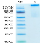 Human HLA-G&B2M&Peptide (RIIPRHLQL) Tetramer Protein (HLG-HM41CT)