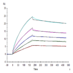 Biotinylated Human HLA-G&B2M&Peptide (RIIPRHLQL) Tetramer Protein (HLG-HM41CTB)