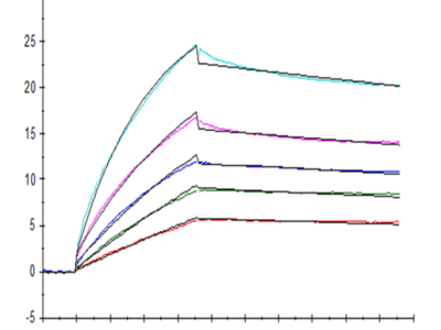 Biotinylated Human HLA-G&B2M&Peptide (RIIPRHLQL) Tetramer Protein (HLG-HM41CTB)