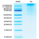 Biotinylated Human HLA-G&B2M&Peptide (RIIPRHLQL) Tetramer Protein (HLG-HM41CTB)