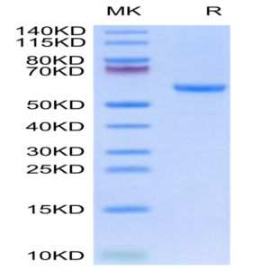Rhesus macaque HLA-G&B2M&Peptide (RIIPRHLQL) Monomer Protein (HLG-RM41C)