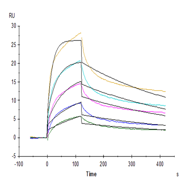 Rhesus macaque HLA-G&B2M&Peptide (RIIPRHLQL) Tetramer Protein (HLG-RM41CT) Rhesus macaque HLA-G&B2M&Peptide (RIIPRHLQL) Tetramer Protein (HLG-RM41CT)