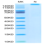 Rhesus macaque HLA-G&B2M&Peptide (RIIPRHLQL) Tetramer Protein (HLG-RM41CT)