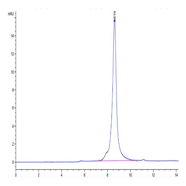 Biotinylated Human HMGB1 Protein (Primary Amine Labeling) (HMG-HM1B1B) Biotinylated Human HMGB1 Protein (Primary Amine Labeling) (HMG-HM1B1B)