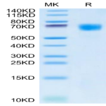 Cynomolgus HPX Protein (HPX-CM101)