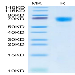 Cynomolgus HPX Protein (HPX-CM101)