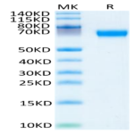 Mouse HPX Protein (HPX-MM101)