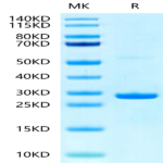 Human Hsp27/HSPB1 Protein (HSP-HE001)
