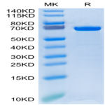 Human HSP70 Protein (HSP-HE170)