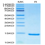 Human/Mouse/Goat Cpn10/HSPE1 Protein (HSP-HE4E1)