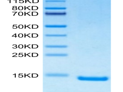 Human/Mouse/Goat Cpn10/HSPE1 Protein (HSP-HE4E1)