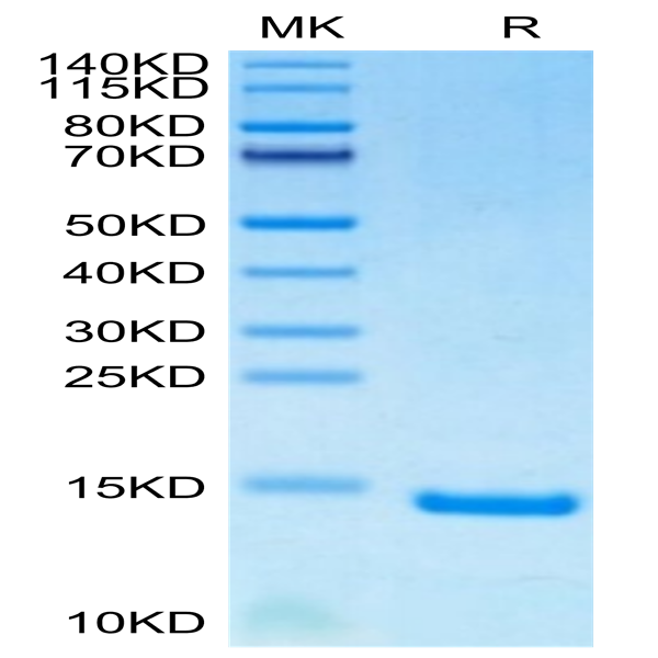 Human/Mouse/Goat Cpn10/HSPE1 Protein (HSP-HE4E1) Human/Mouse/Goat Cpn10/HSPE1 Protein (HSP-HE4E1)
