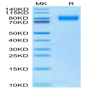 Biotinylated Human/Mouse/Goat Cpn10/HSPE1 Protein (HSP-HE4E1B)