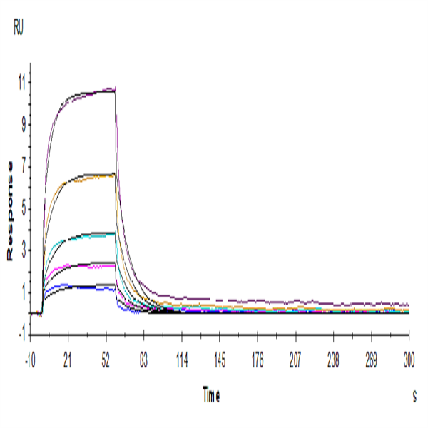 Human HVEM/TNFRSF14 Protein (HVE-HM211) Human HVEM/TNFRSF14 Protein (HVE-HM211)