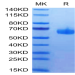 Human HVEM/TNFRSF14 Protein (HVE-HM211)