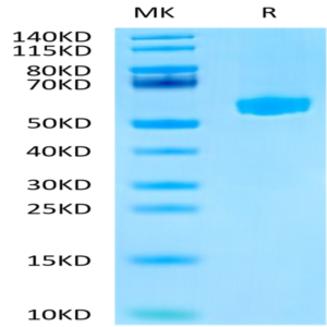 Mouse Hyaluronidase 2/HYAL2 Protein (HYA-MM101)