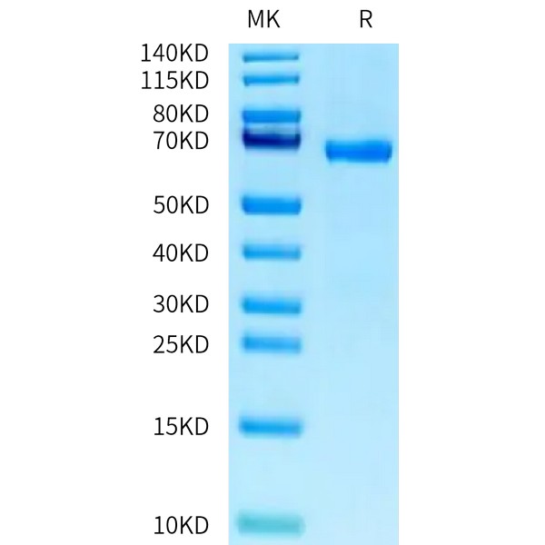 Human ABO Protein, ABO-HM201 Human ABO Protein, ABO-HM201 Ushelf