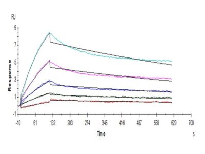 Human ACE2/ACEH Protein, ACE-HM101 Ushelf