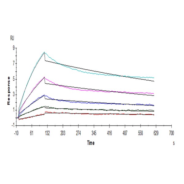 Human ACE2ACEH Protein, ACE-HM101 Human ACE2/ACEH Protein, ACE-HM101 Ushelf