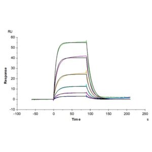 Human ALCAM/CD166 Protein , ALC-HM201 Ushelf