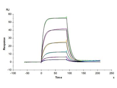 Human ALCAM/CD166 Protein , ALC-HM201 Ushelf