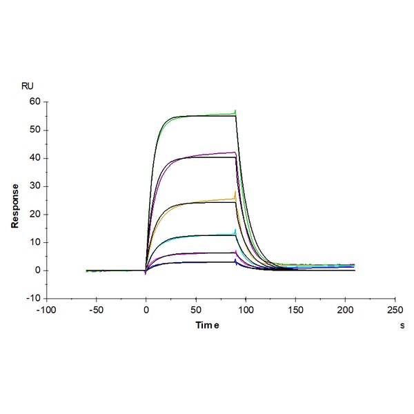 Human ALCAMCD166 Protein , ALC-HM201 Ushelf Human ALCAM/CD166 Protein , ALC-HM201 Ushelf