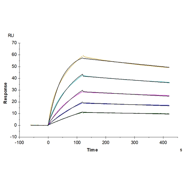 Human ANGPTL3Angiopoietin-like 3 Protein , ANG-HM103 Human ANGPTL3/Angiopoietin-like 3 Protein , ANG-HM103 Ushelf