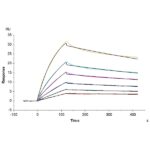 Human ANGPTL4Angiopoietin-like 4 Protein , ANG-HM1L4
