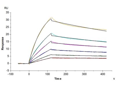 Human ANGPTL4/Angiopoietin-like 4 Protein , ANG-HM1L4 Ushelf