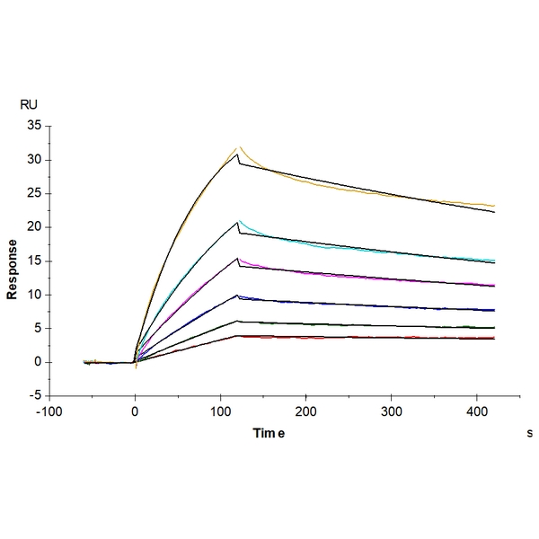 Human ANGPTL4Angiopoietin-like 4 Protein , ANG-HM1L4 Human ANGPTL4/Angiopoietin-like 4 Protein , ANG-HM1L4 Ushelf
