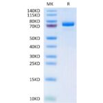Human ANGPTL7CDT6 Protein , ANG-HM2L7
