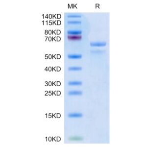 Human APOE3/Apolipoprotein E Protein , APO-HM203 Ushelf