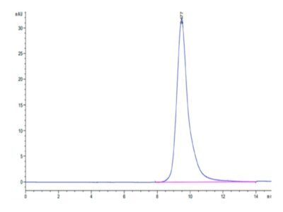 Human ASGR1 Protein , ASG-HM1R1 Ushelf