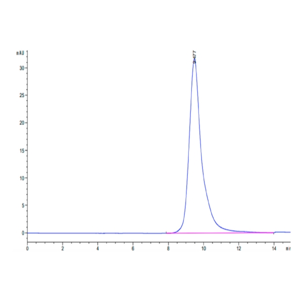 Human ASGR1 Protein , ASG-HM1R1 Ushelf