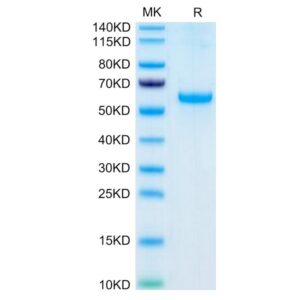 Human Adiponectin/Acrp30 Protein, ADI-HM201 Ushelf
