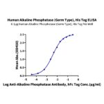 Human Alkaline Phosphatase (Germ type) ALPG Protein , APE-HM103