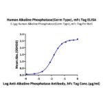 Human Alkaline Phosphatase (Germ type) ALPG Protein , APE-HM303
