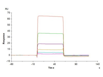 Human B7-H5/Gi24/VISTA Protein , BH7-HM275 Ushelf