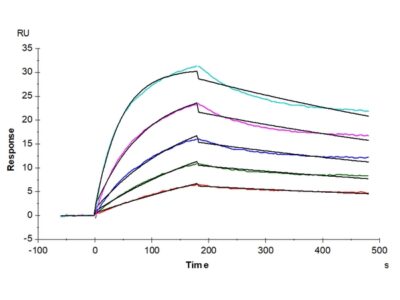 Human BAFFR/TNFRSF13C Protein , BAF-HM10R Ushelf