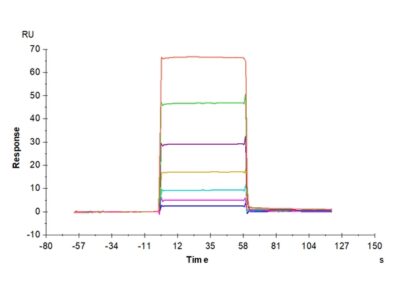 Human BAFF/TNFSF13B/CD257 Protein , BAF-HM214 Ushelf